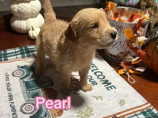 Golden Retriever dogs - Ad 38