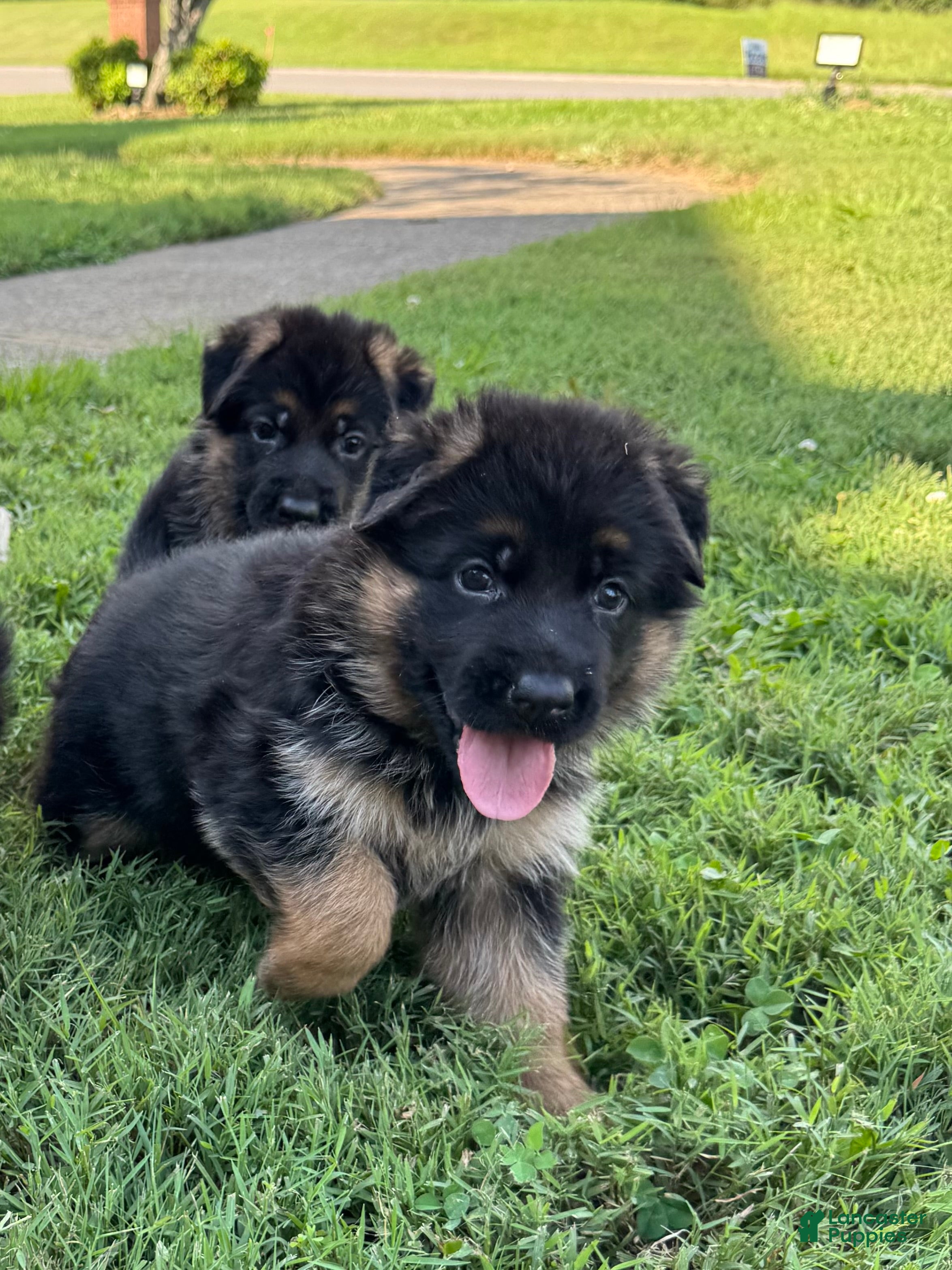 German Shepherd dogs German Shepherd 6 - Ad 1