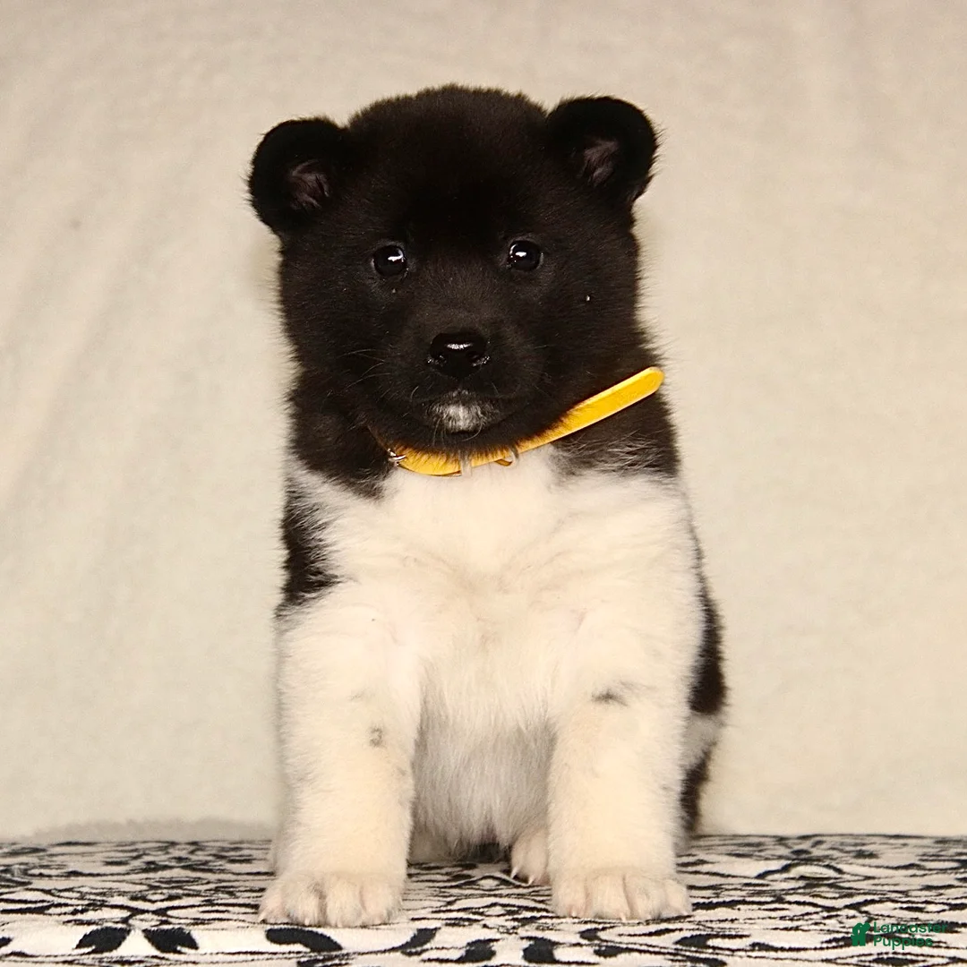 Akita dogs for sale: April - Ad 2