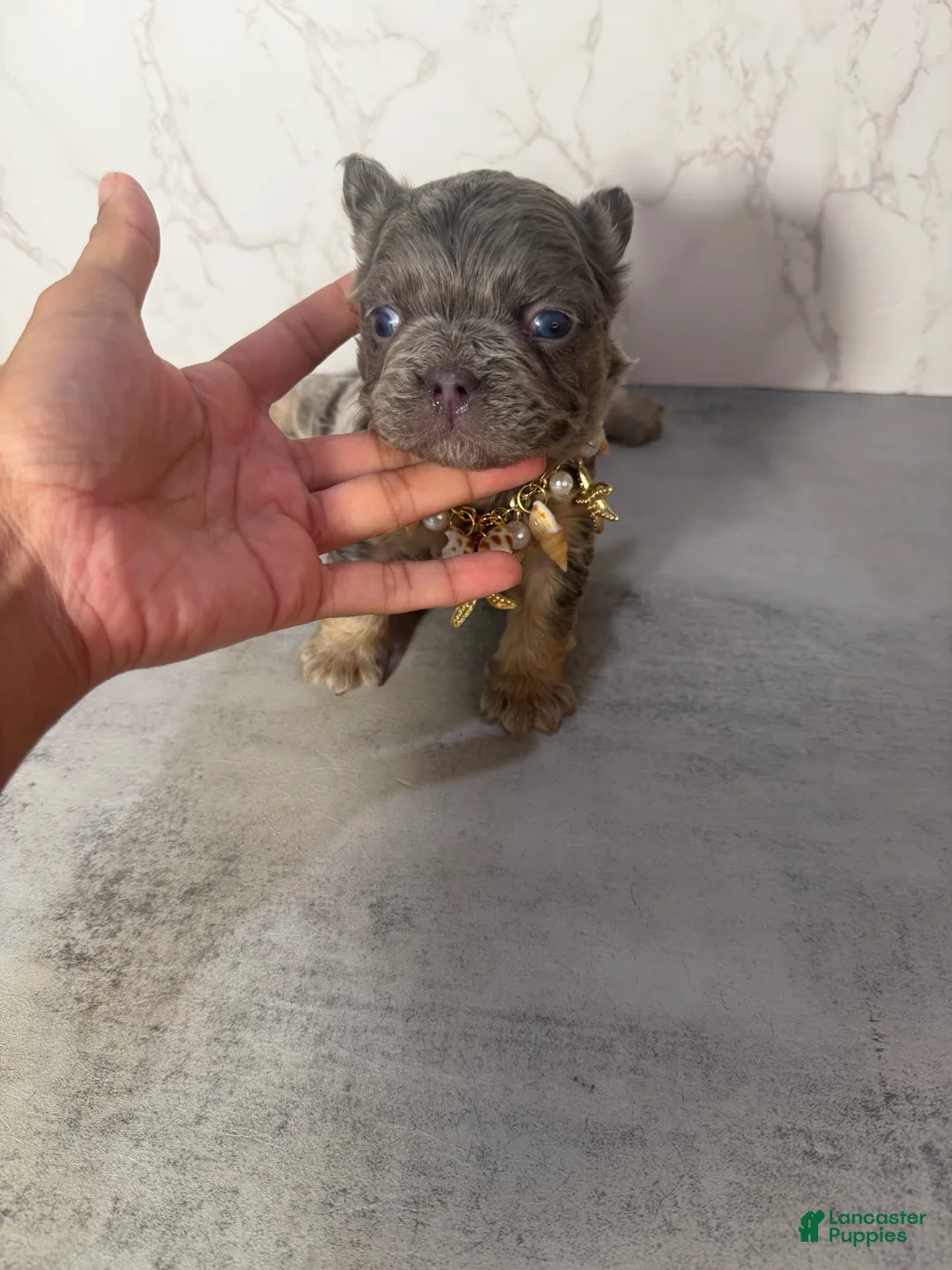 French Bulldog dogs for sale: French Bulldog Puppy 4 - Ad 3