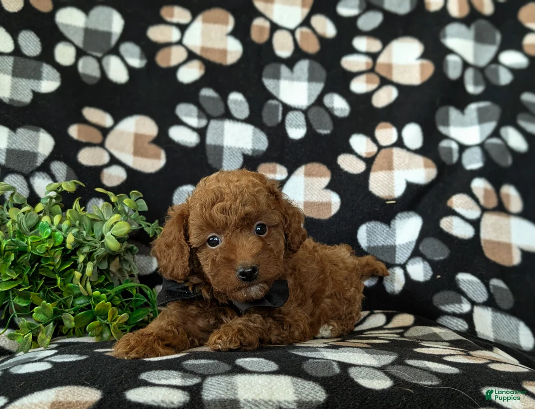 Mini Goldendoodle dogs for sale: Rueben 10 lbs full grown - Ad 5