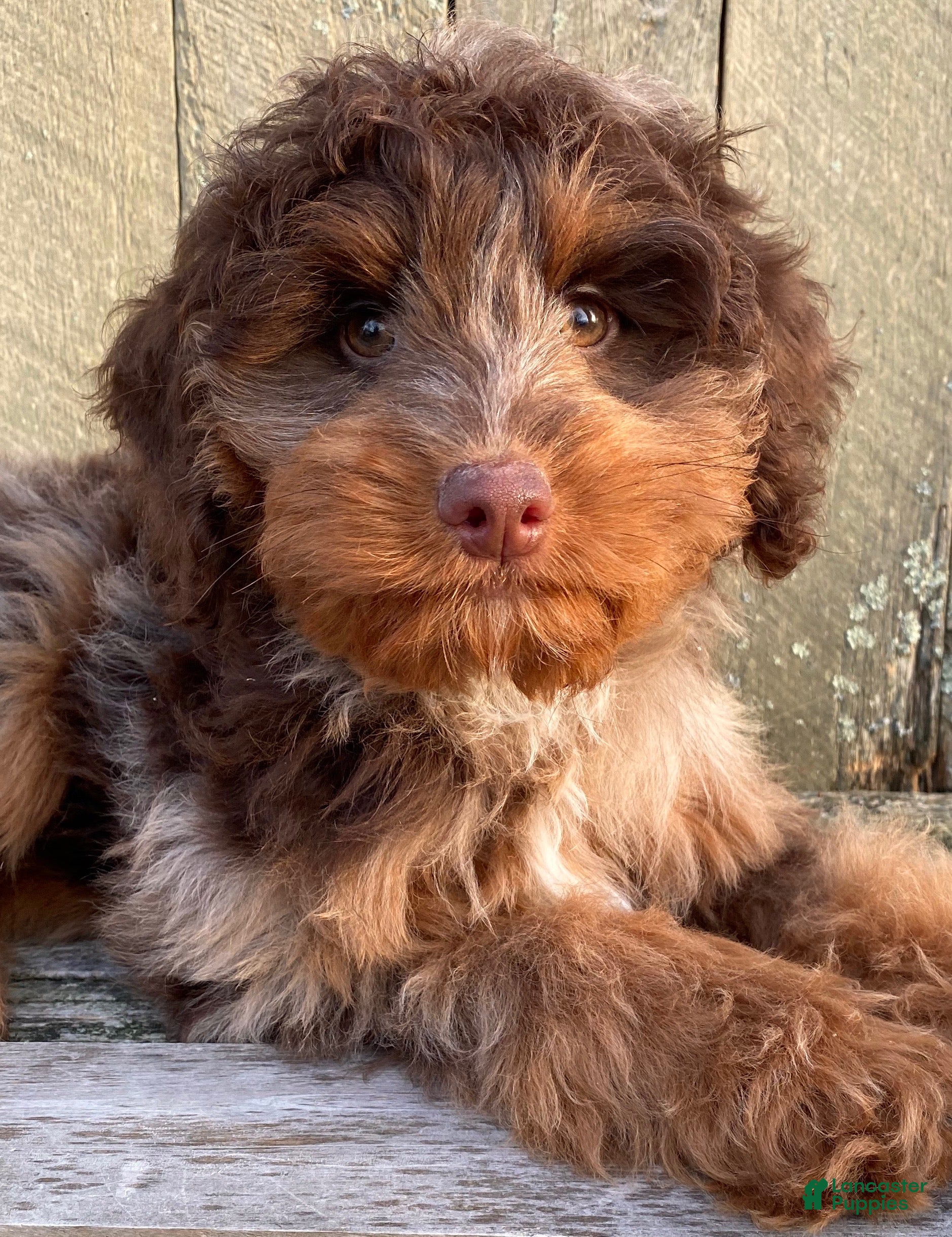 Mini Bernedoodle dogs 🧡 IN BOSTON MASSACHUSETTS AREA 🧡 RARE DARK CHOCOLATE MERLE TRI COLOR BOY 🧡 MINI BERNEDOODLE 🧡 - Ad 1