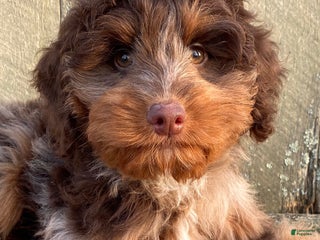 Mini Bernedoodle dogs 🧡 IN BOSTON MA AREA 🧡 RARE DARK CHOCOLATE MERLE TRI COLOR BOY 🧡 MINI BERNEDOODLE 🧡 - Ad 6