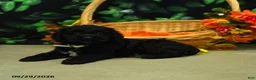 Cockapoo dogs for sale: Sadie  - Ad 4