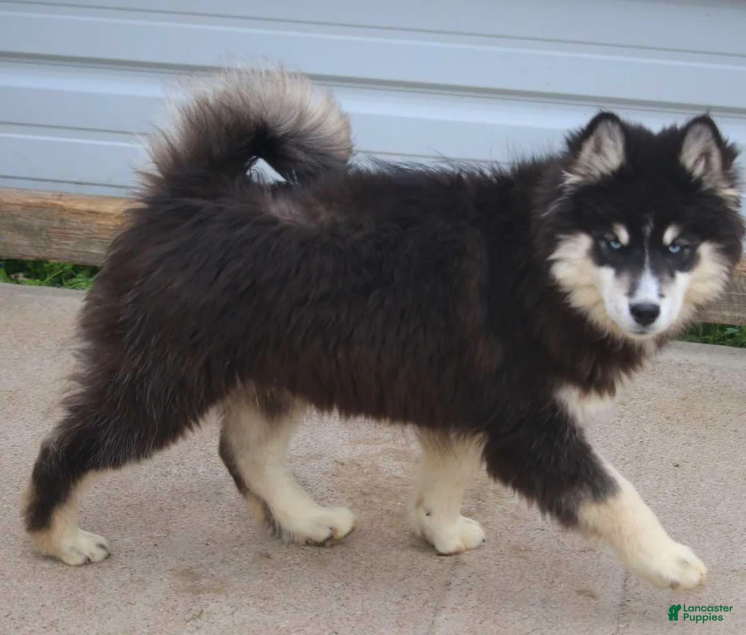 Pomsky dogs for sale: Carter - Ad 6