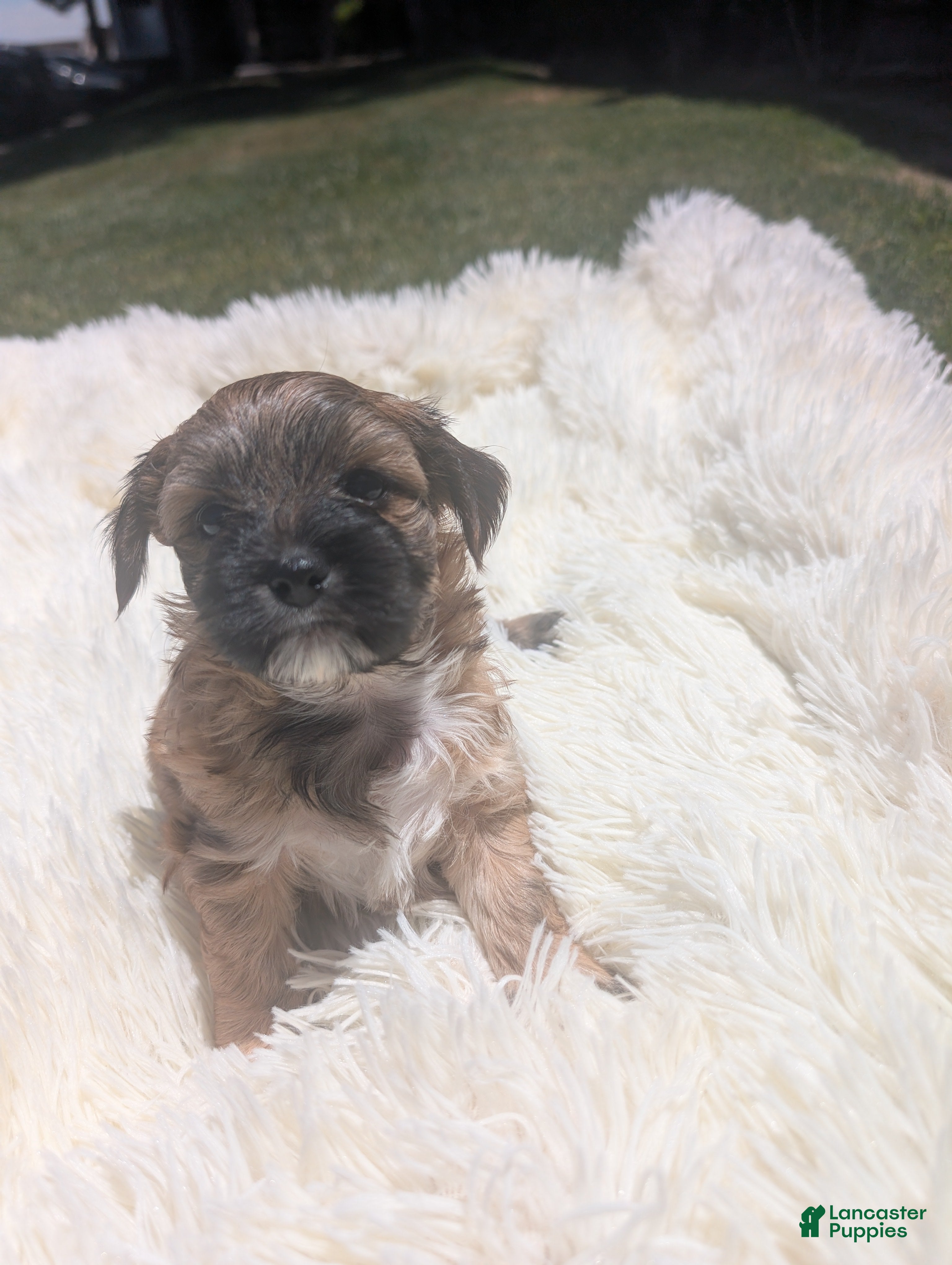 Mixed Breed dogs Mixed Breed 8 - Ad 38