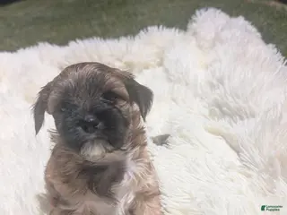 Mixed Breed dogs Mixed Breed 8 - Ad 38