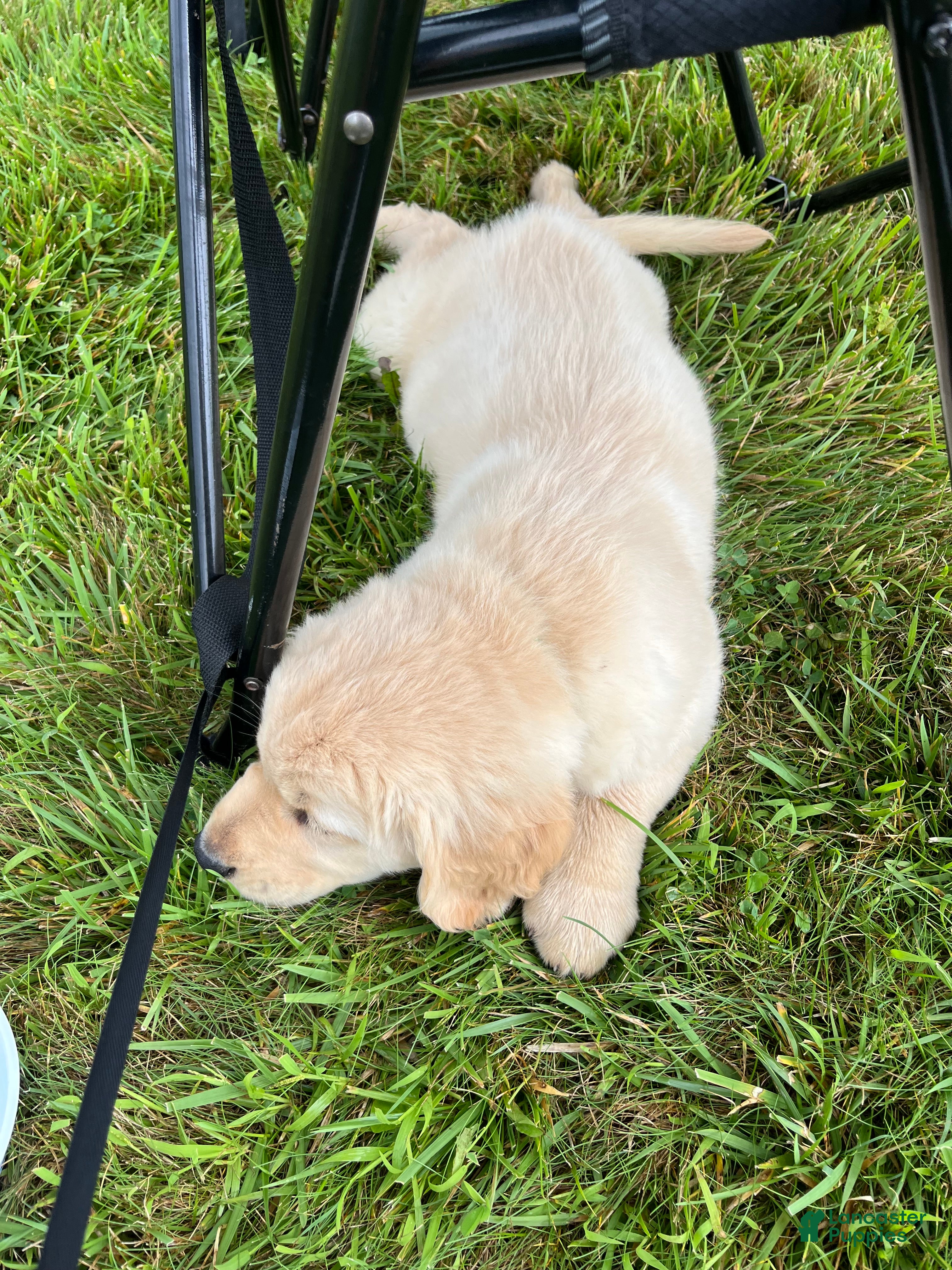 Golden Retriever dogs Gus - Ad 2