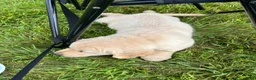 Golden Retriever dogs for sale: Gus - Ad 2