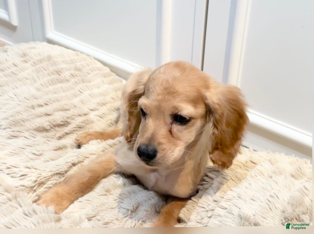 Cockapoo dogs for sale: Cane - Ad 2