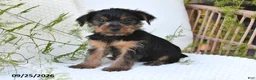 Yorkshire Terrier dogs for sale: Nova - Ad 5