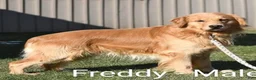 Golden Retriever dogs for sale: Scar  - Ad 6