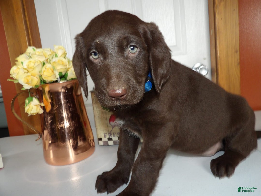 Gallery Image {{count}}