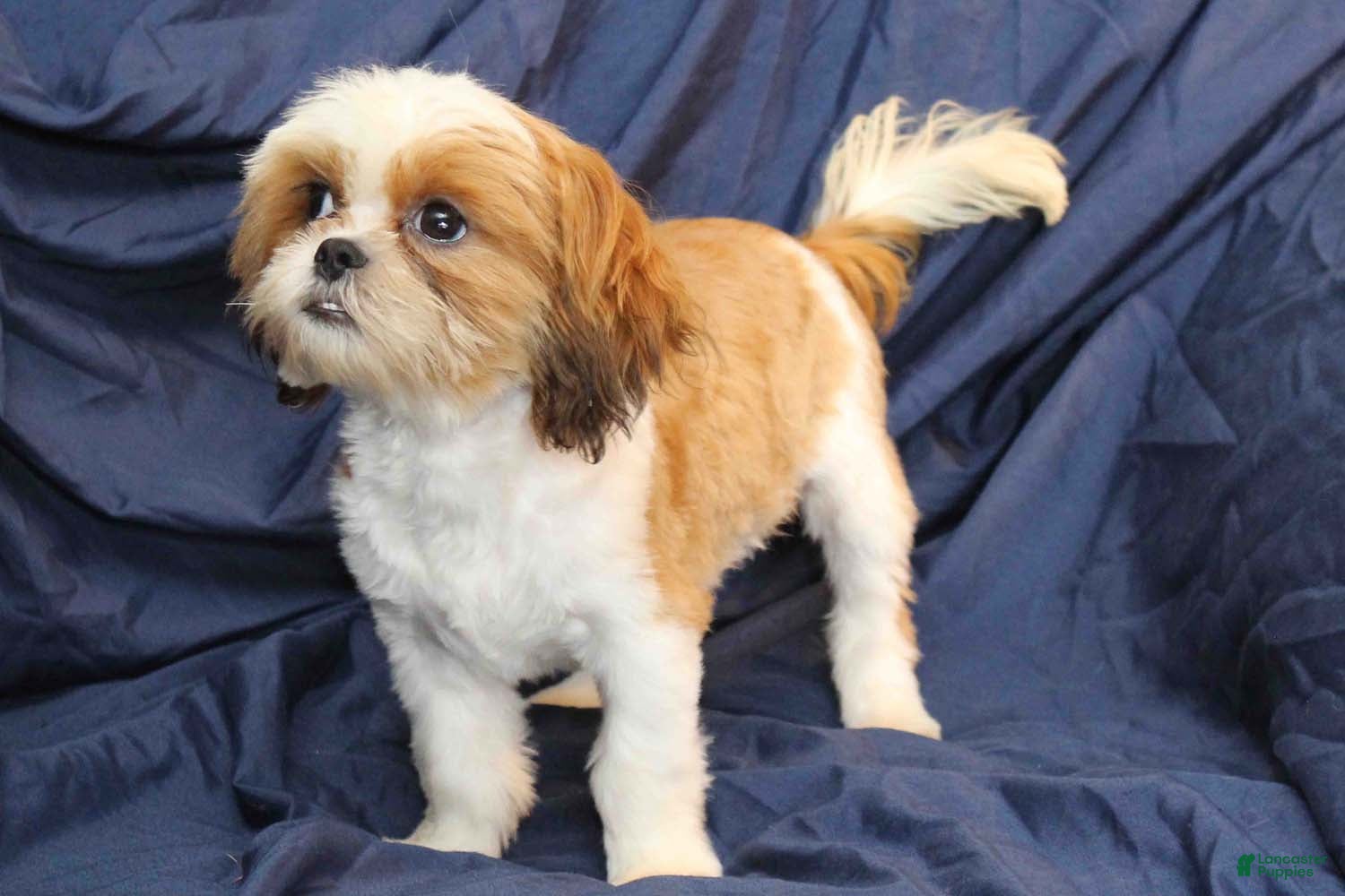 Shih Tzu dogs Tyler - Ad 30