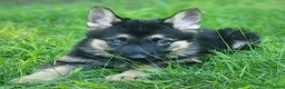 German Shepherd dogs for sale: URSULA - Ad 4