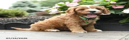 Cavapoo dogs for sale: Gavin - Ad 5