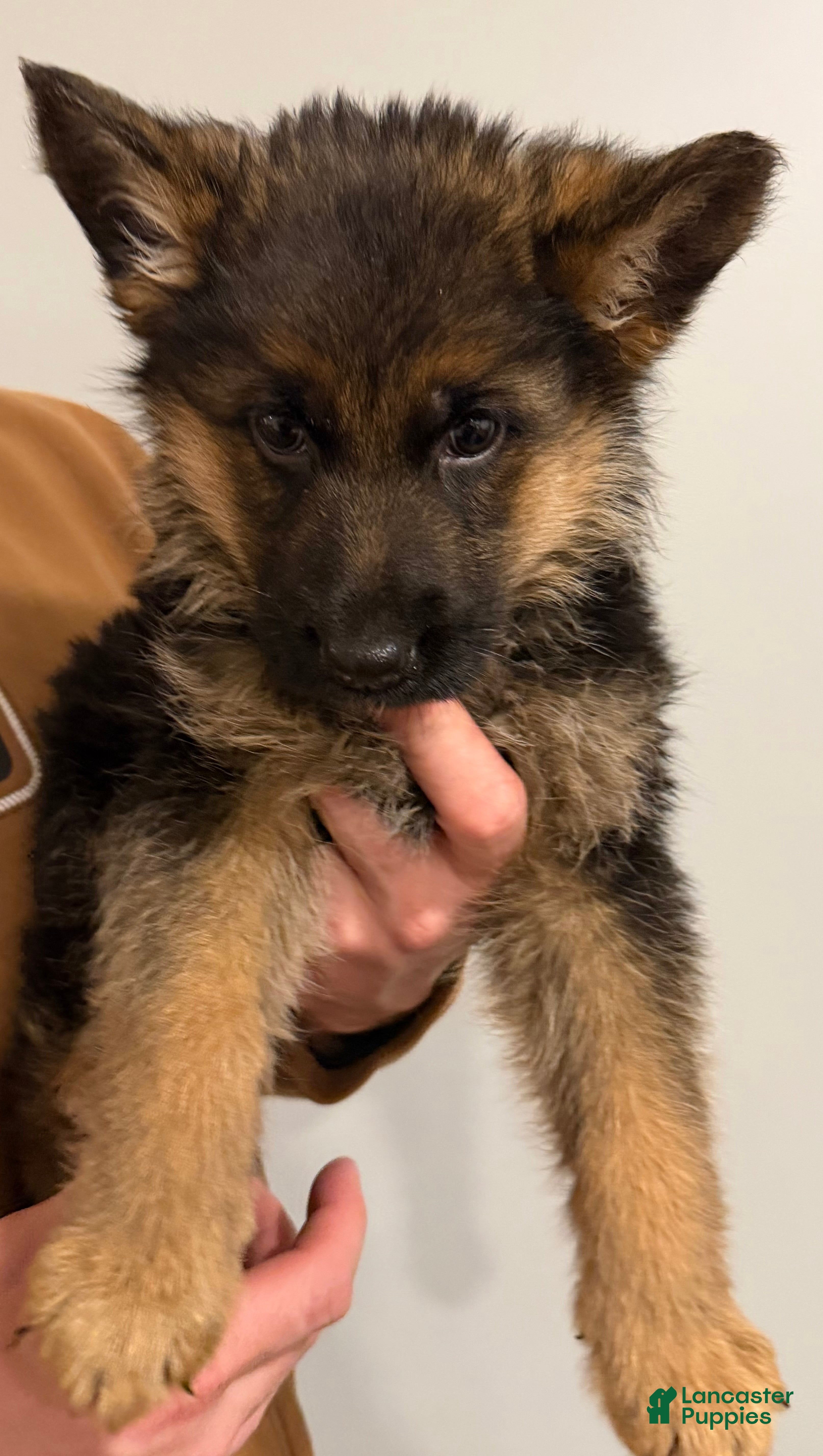 German Shepherd dogs Romeo - Ad 1