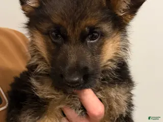 German Shepherd dogs Romeo - Ad 1