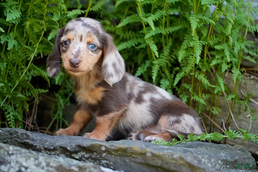 Miniature Dachshund dogs Carmilla - Ad 2