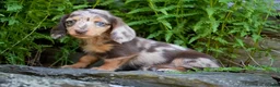 Miniature Dachshund dogs for sale: Carmilla - Ad 2