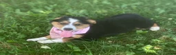 Mixed Breed dogs for sale: ♥️SWEET MOLLIE MAE♥️ - Ad 1