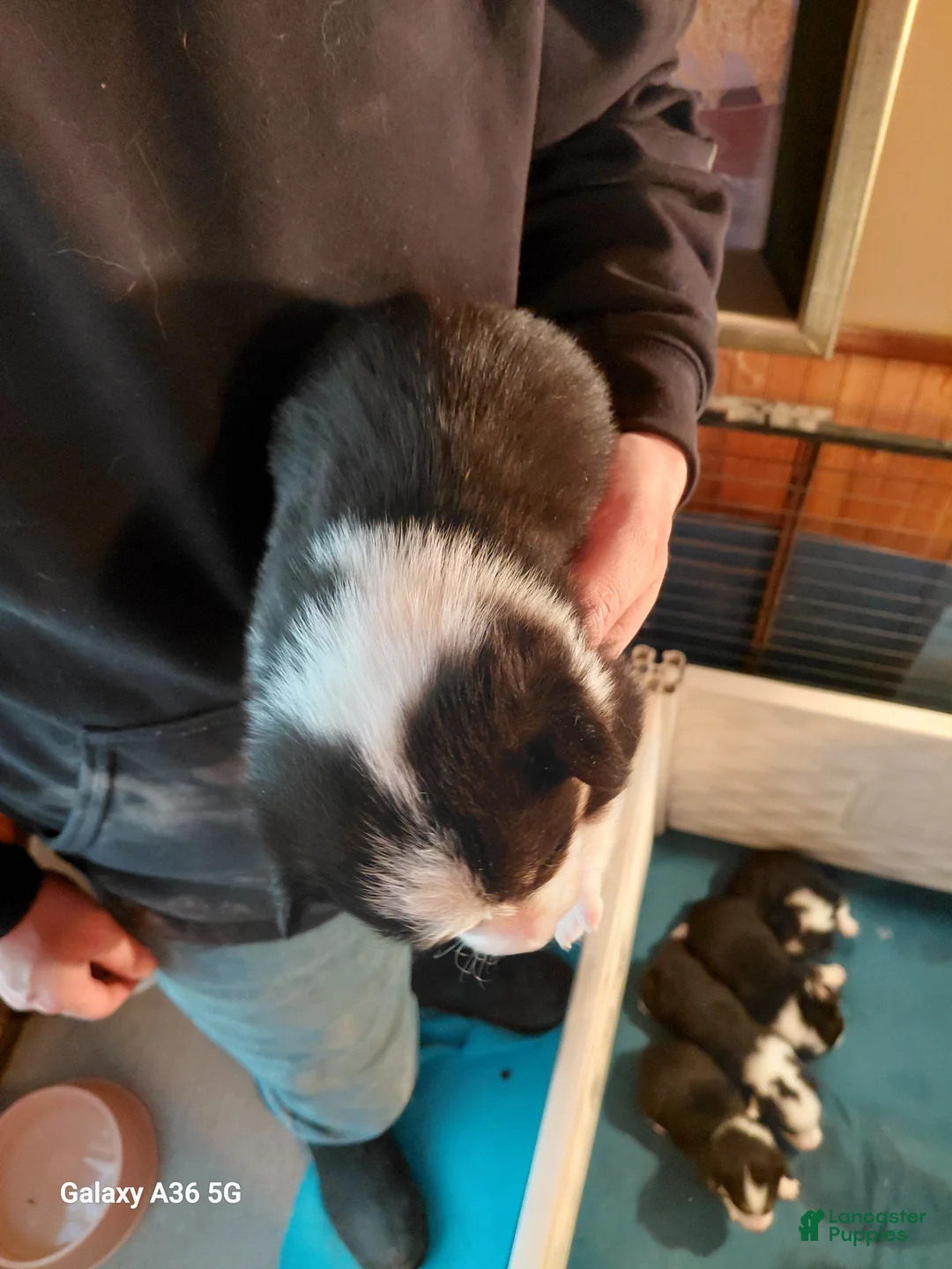 Welsh Corgi Pembroke dogs for sale: Vincent Van Gogh - Ad 6