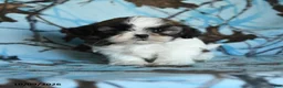 Shih Tzu dogs for sale: Toto - Ad 5
