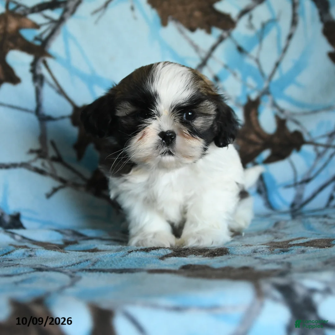 Shih Tzu dogs for sale: Toto - Ad 5