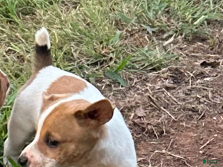 Jack Russell Terrier dogs - Ad 34