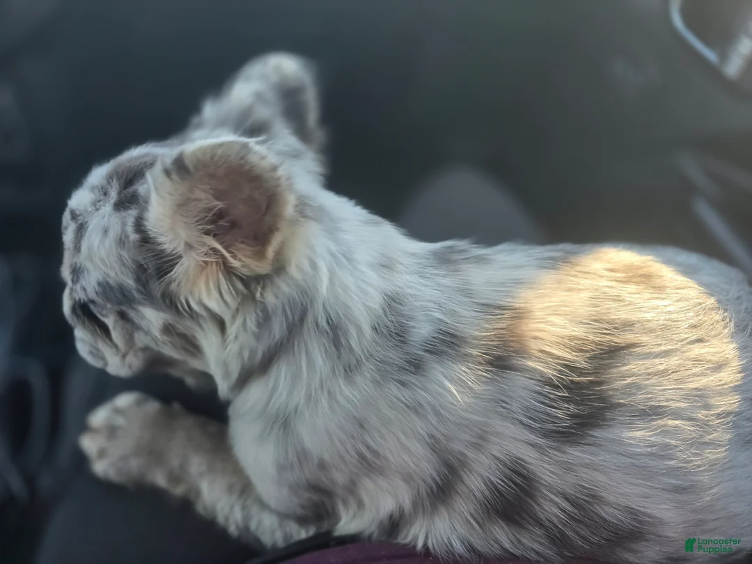 French Bulldog dogs for sale: French Bulldog Puppy 1 - Ad 7