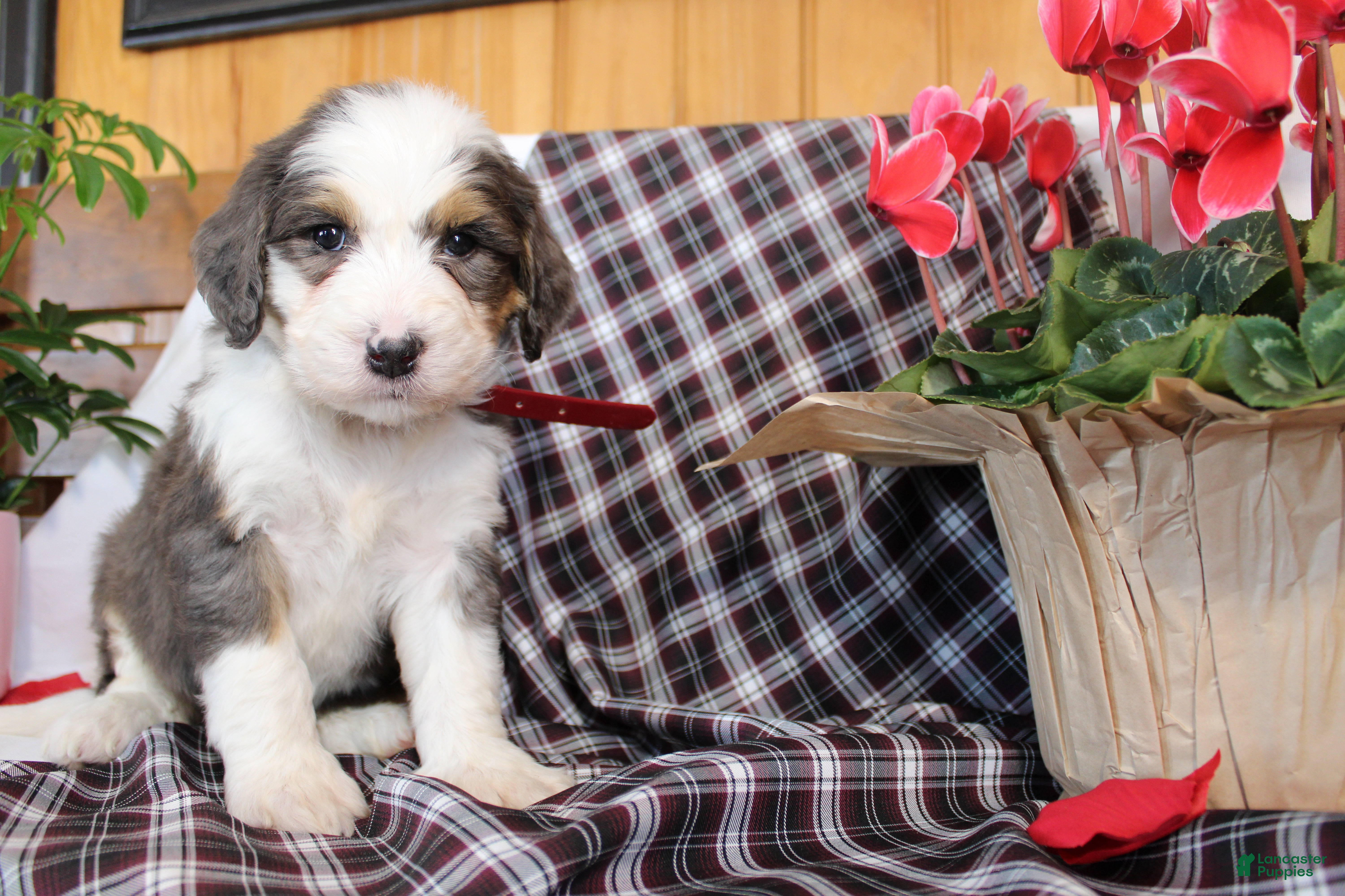 Bernedoodle dogs Tiger - Ad 5