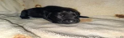 Cane Corso dogs for sale: Sam AKC - Ad 10
