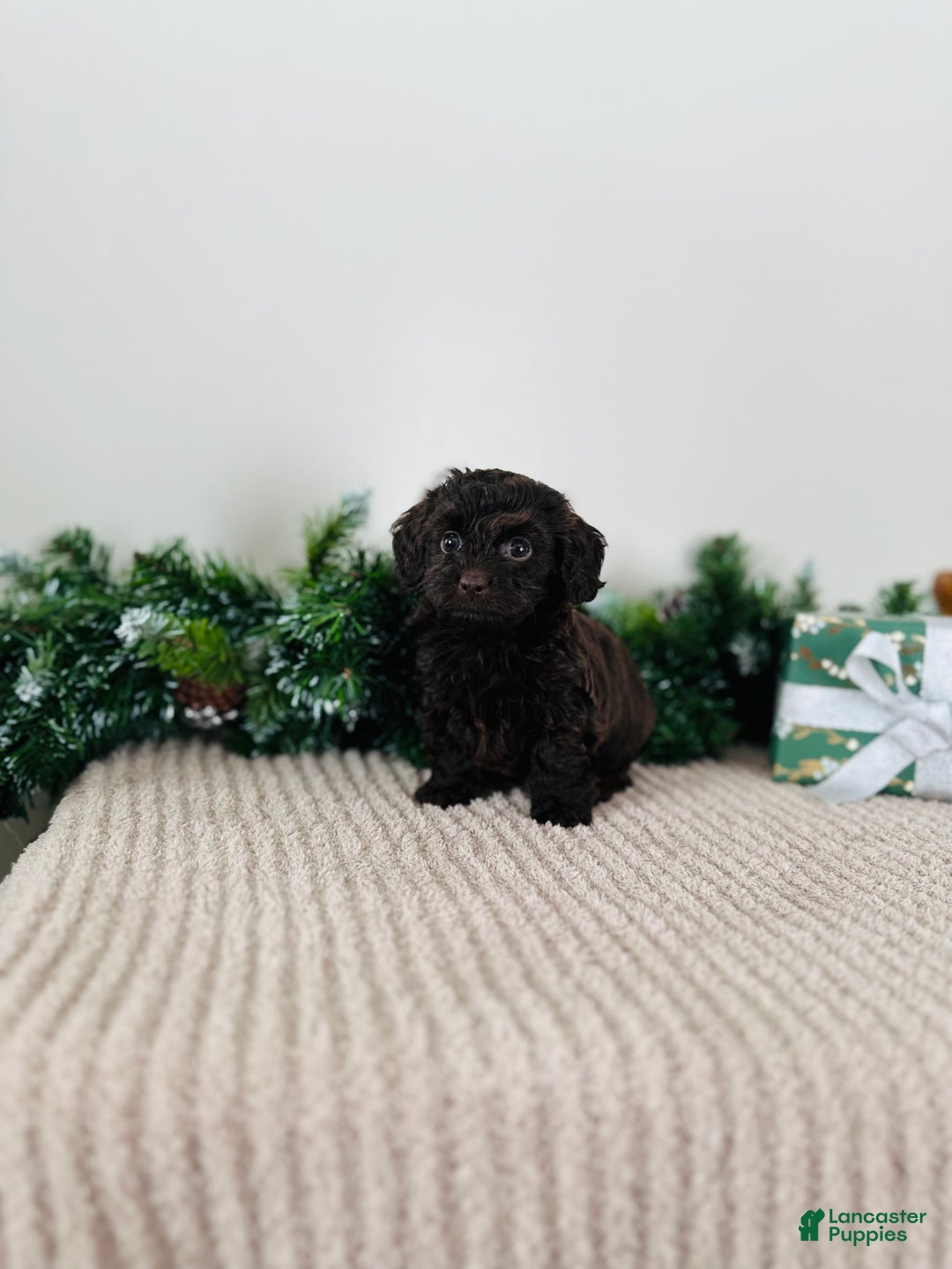 Mixed Breed dogs for sale: Crystal  - Ad 8