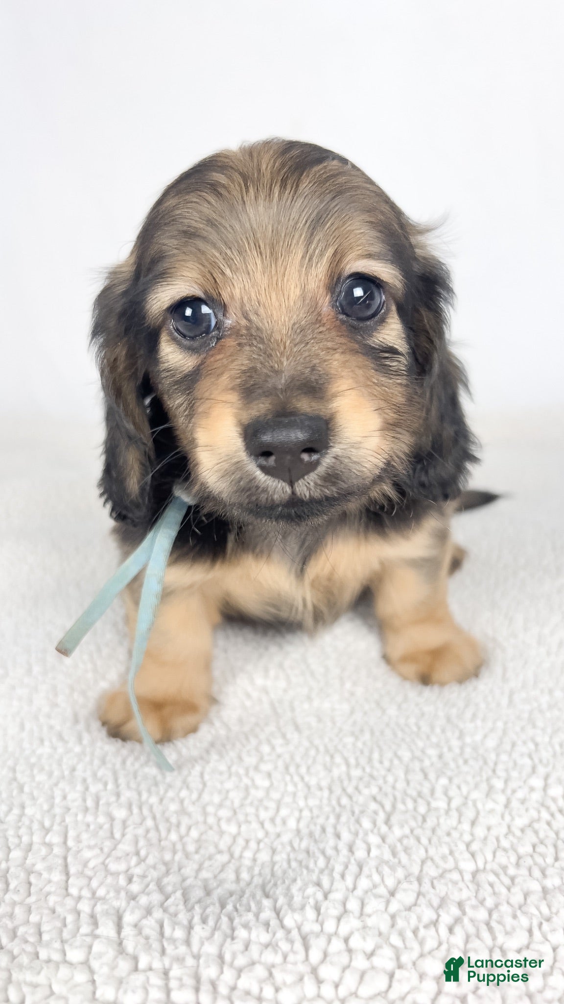 Miniature Dachshund dogs Coca-cola - Ad 11