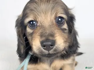 Miniature Dachshund dogs Coca-cola - Ad 11