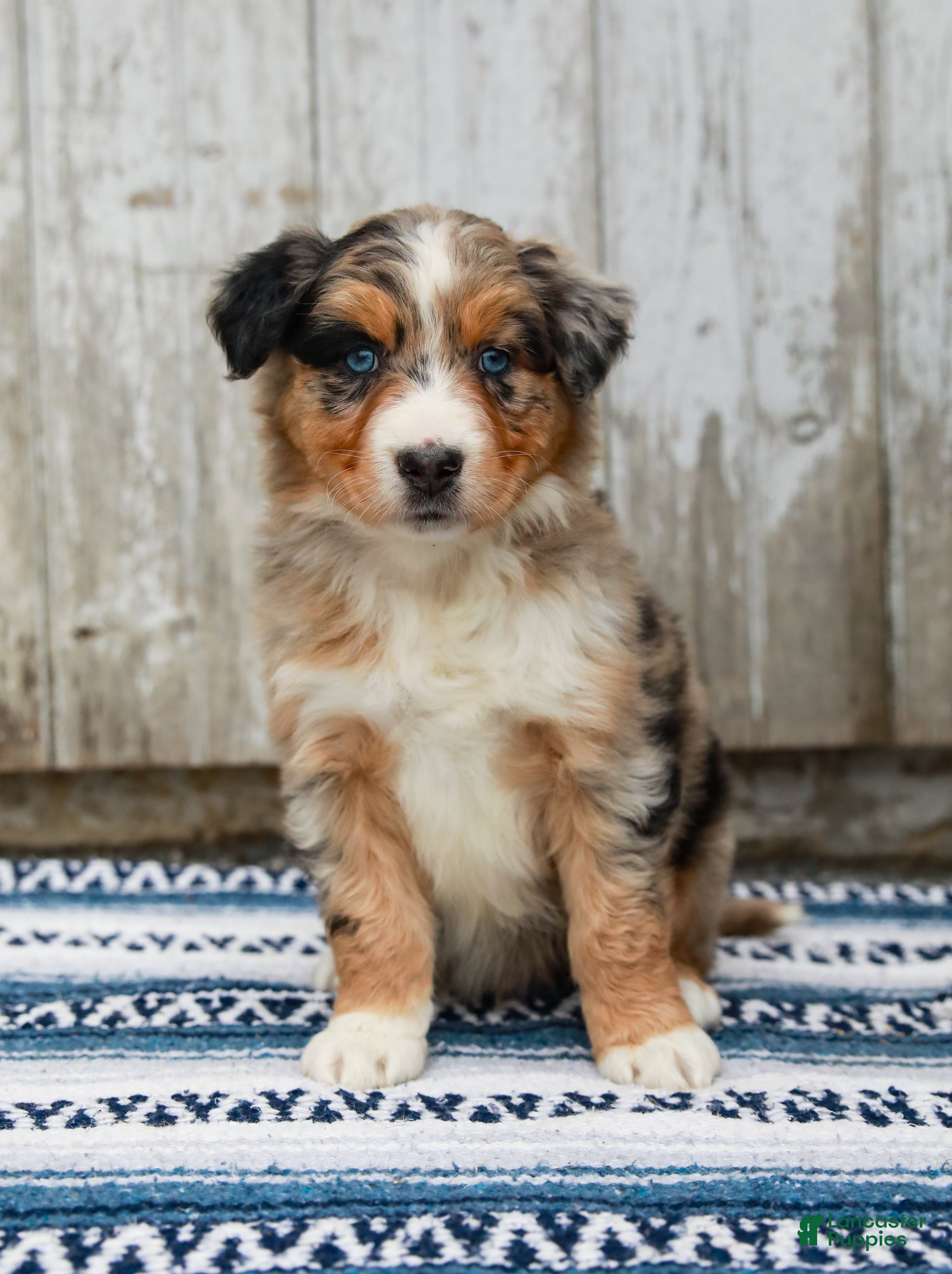 Australian Shepherd dogs Cody - Ad 1