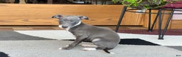 Italian Greyhound dogs for sale: Kk - Ad 21