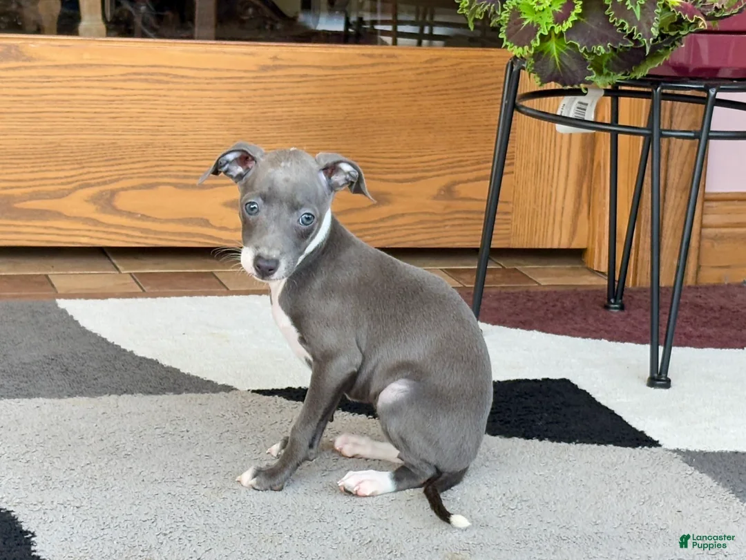 Italian Greyhound dogs for sale: Kk - Ad 11
