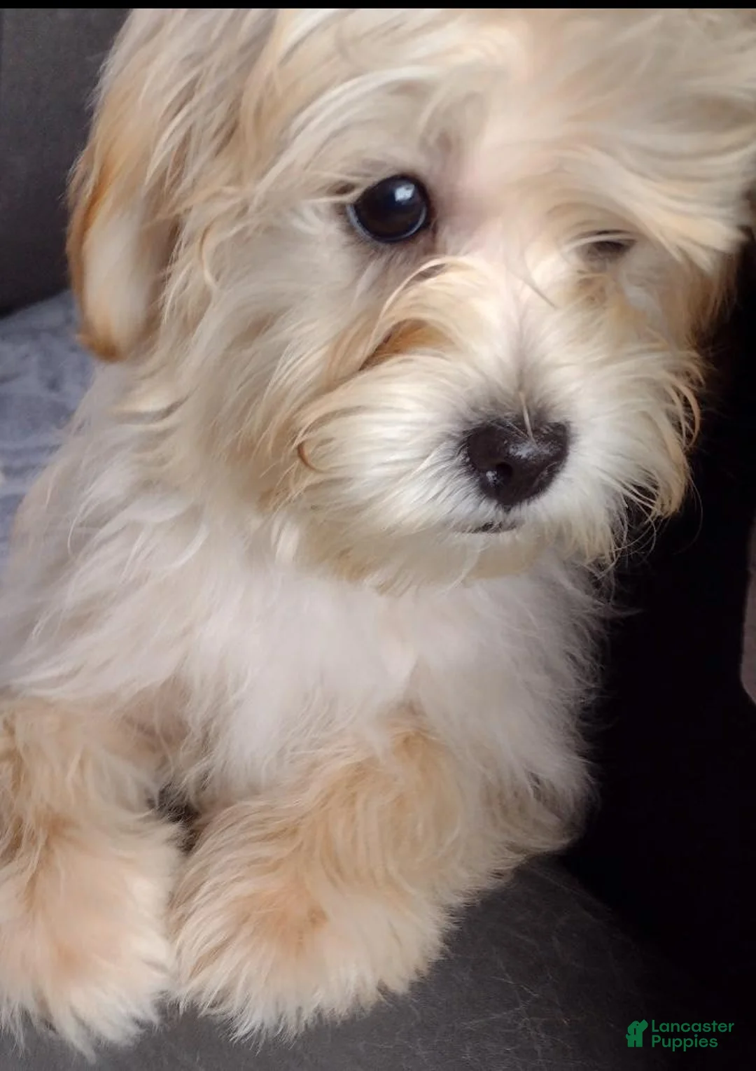 Mixed Breed dogs for sale: Ozzy - Ad 3