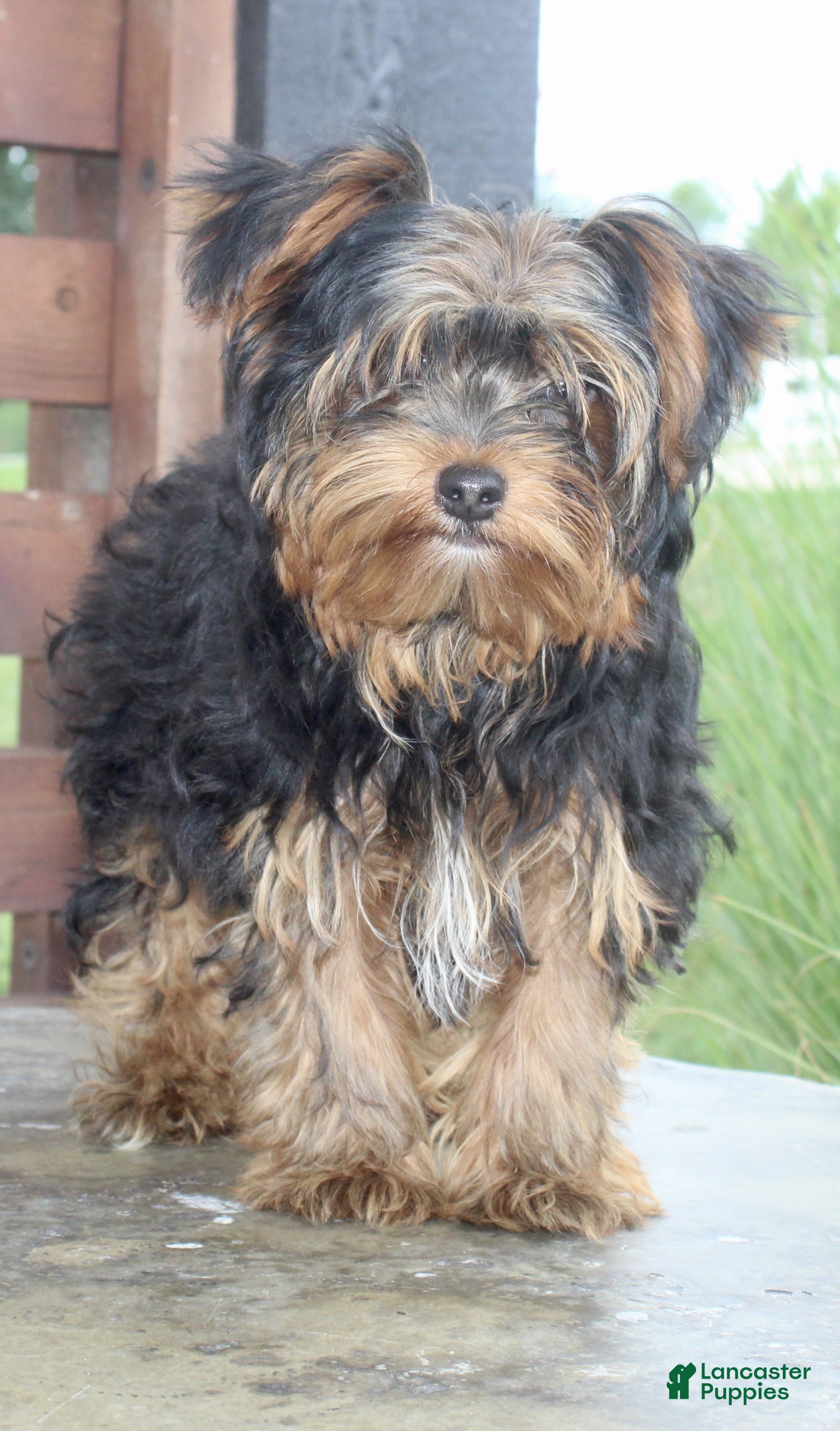 Yorkshire Terrier dogs Freddie - Ad 2