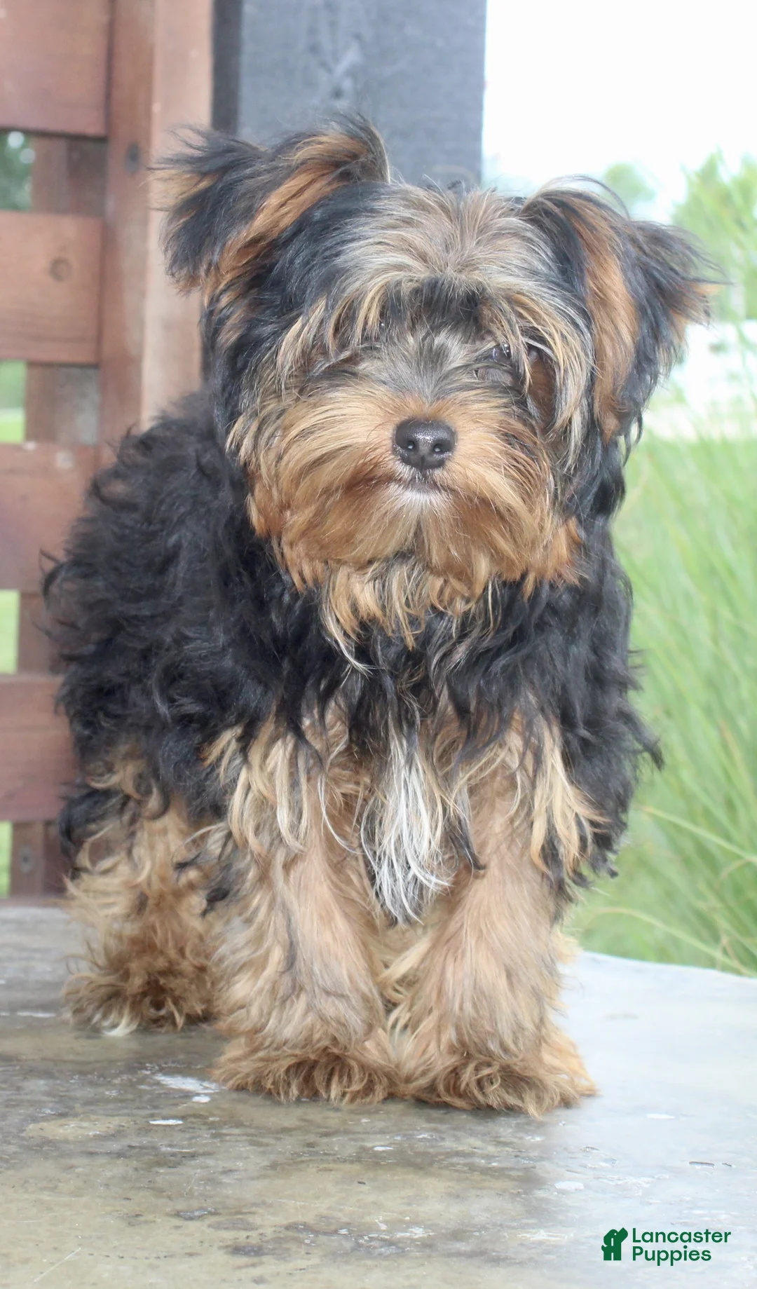 Yorkshire Terrier dogs for sale: Freddie - Ad 2