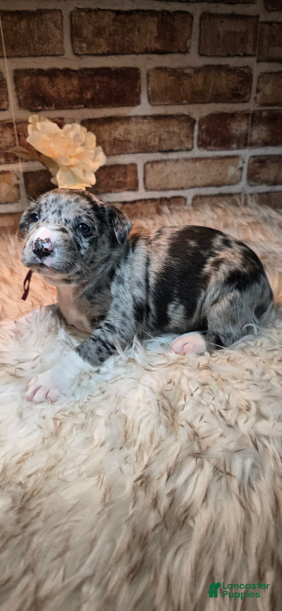 Mixed Breed dogs for sale: Willow - Ad 3
