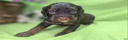 Cockapoo dogs for sale: Meeko - Ad 23