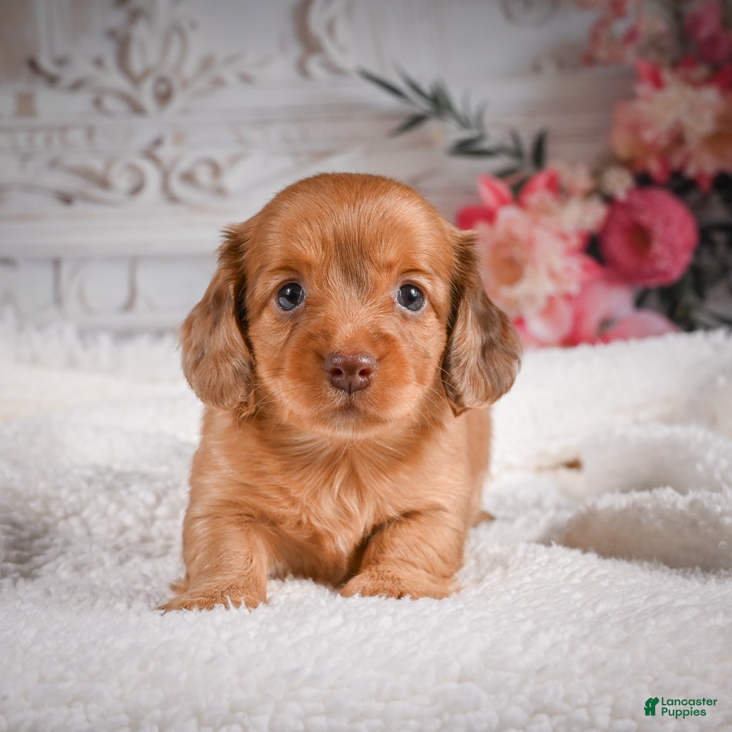 Miniature Dachshund dogs AKC-Kayla - Ad 2