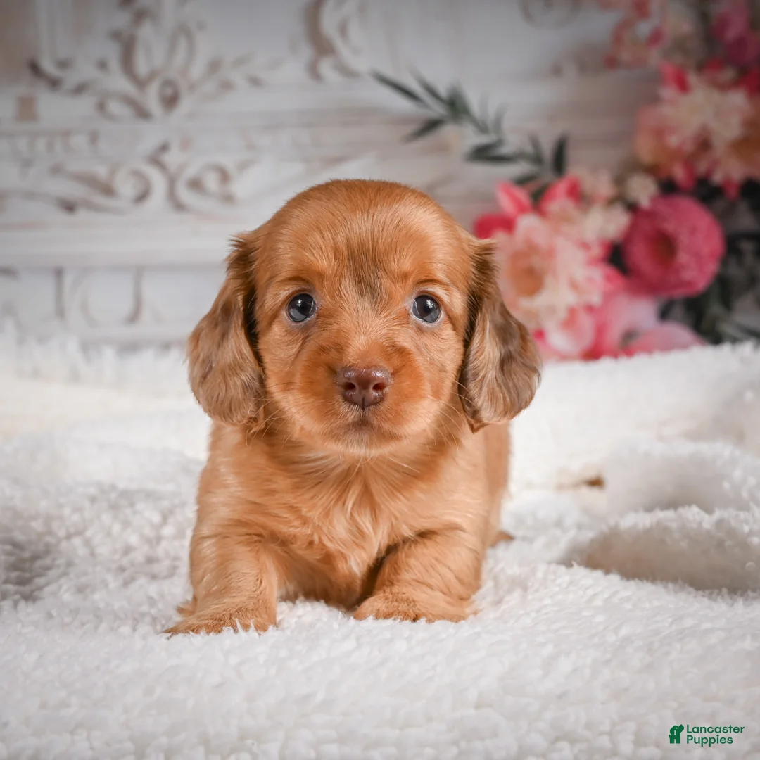 Miniature Dachshund dogs for sale: AKC-Kayla - Ad 2