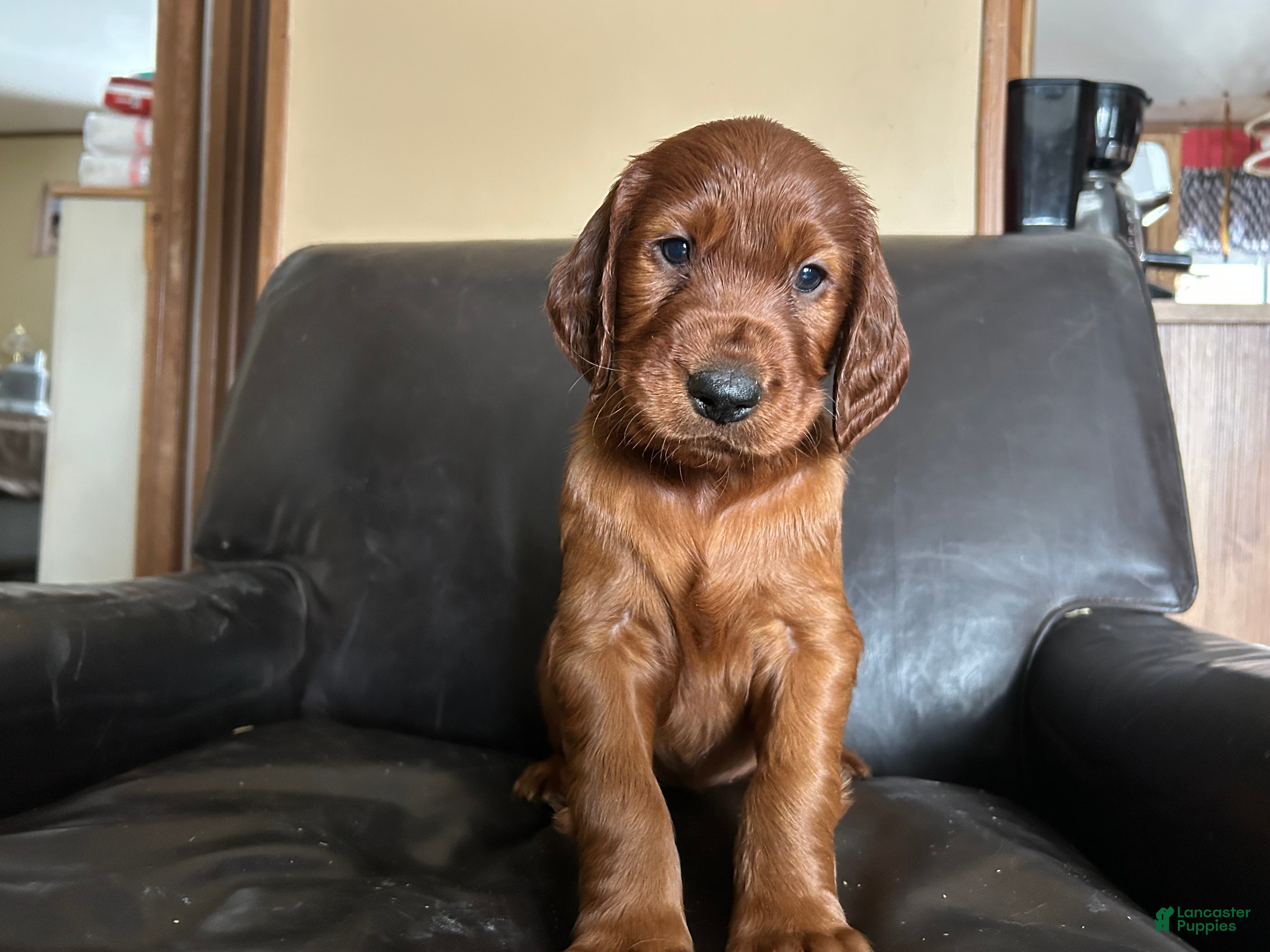 Irish Setter dogs Irish Setter Puppy 5 - Ad 10