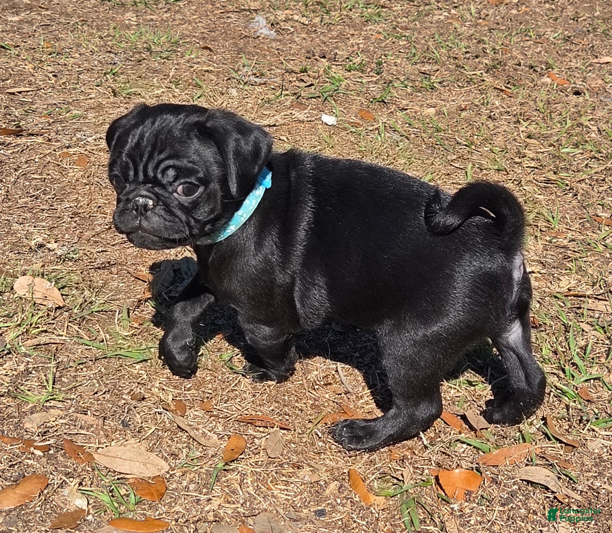 Pug dogs Archie  - Ad 2
