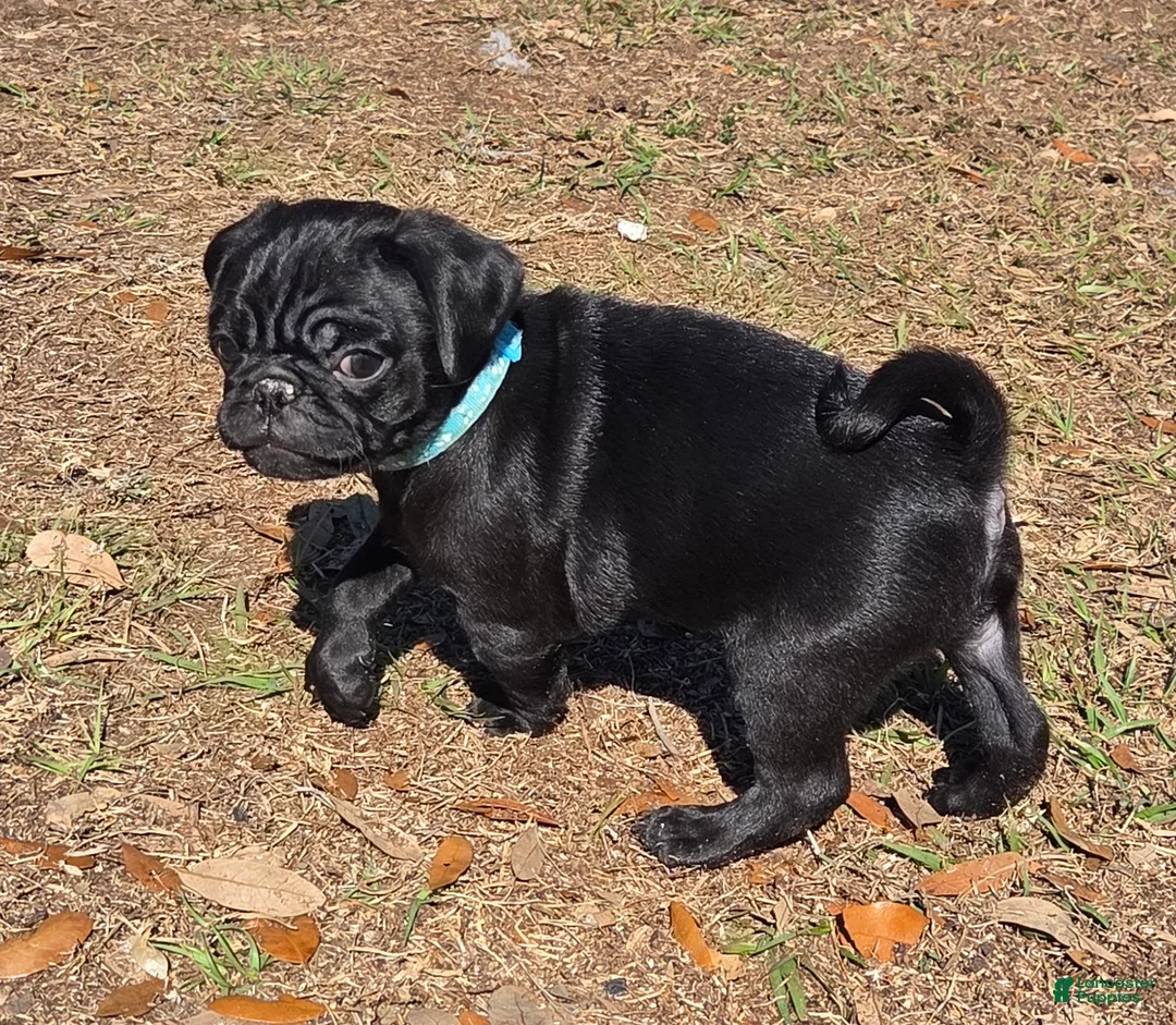 Pug dogs for sale: Archie  - Ad 1