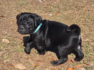 Pug dogs Archie - Ad 2