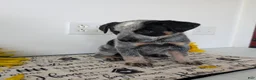 Australian Cattle Dog dogs for sale: Stella  - Ad 8